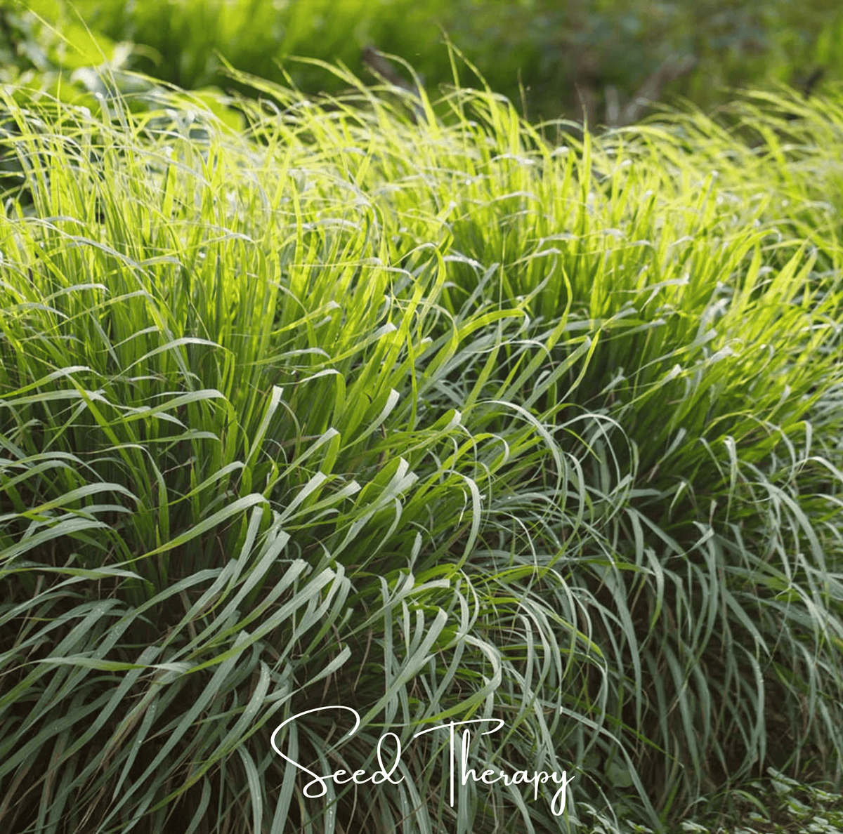 Lemon Grass Seeds - 100 Count - Aromatic Culinary Herb - Cymbopogon citratus