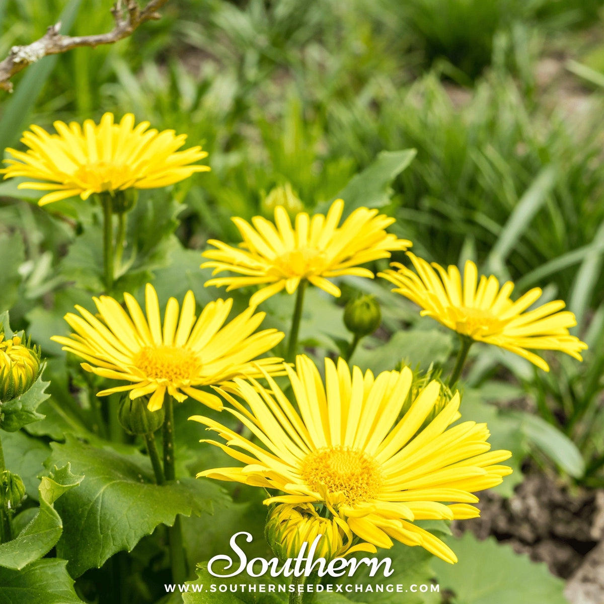 Leopard's Bane Seeds - 50 Pack - Premium Wildflower Seeds - Doronicum orientale