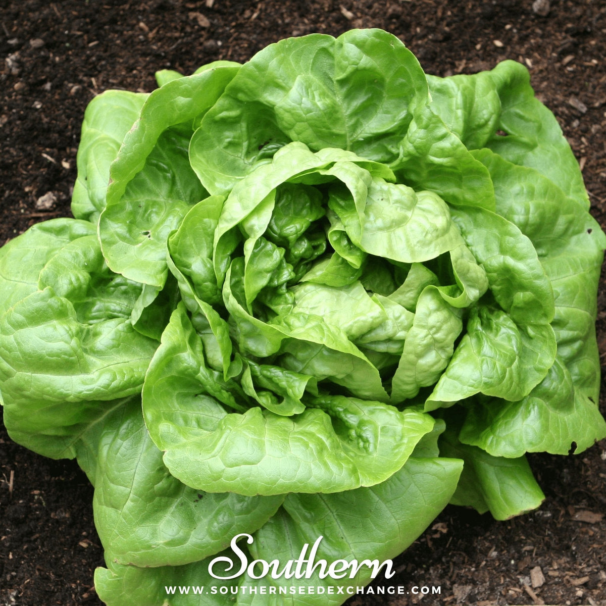 Buttercrunch Lettuce Seeds - 500 Count - Leafy Green Vegetable - Lactuca sativa