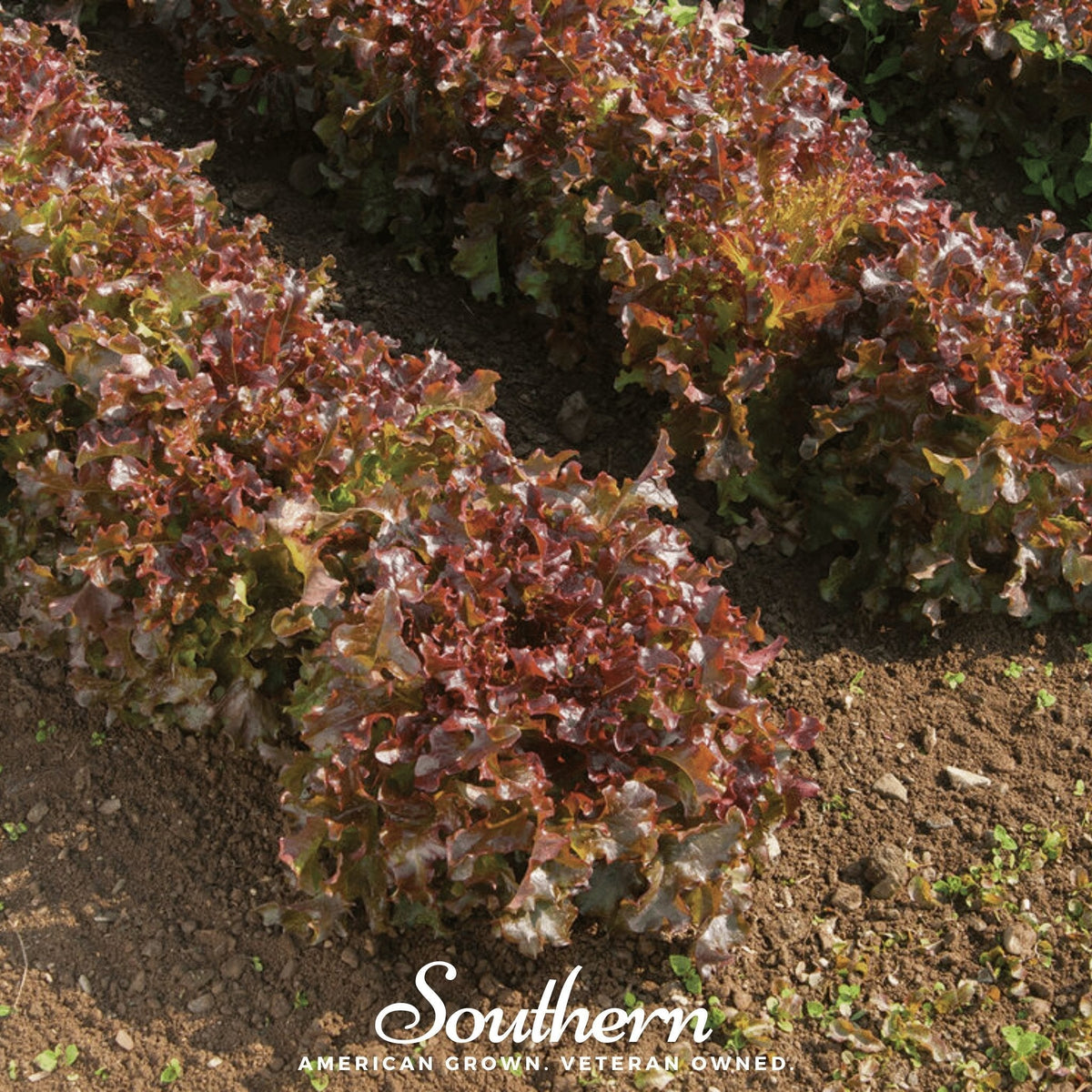 Salad Bowl Red Lettuce Seeds – 500 Count – Heirloom Variety – Lactuca sativa