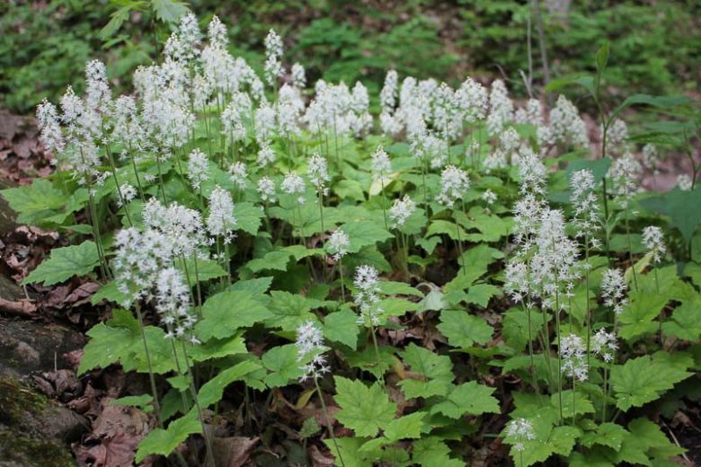 3 Bare Root Foamflower Plants - Native Woodland Ground Cover for Shade Garden - Tiarella cordifolia - Pollinator Friendly