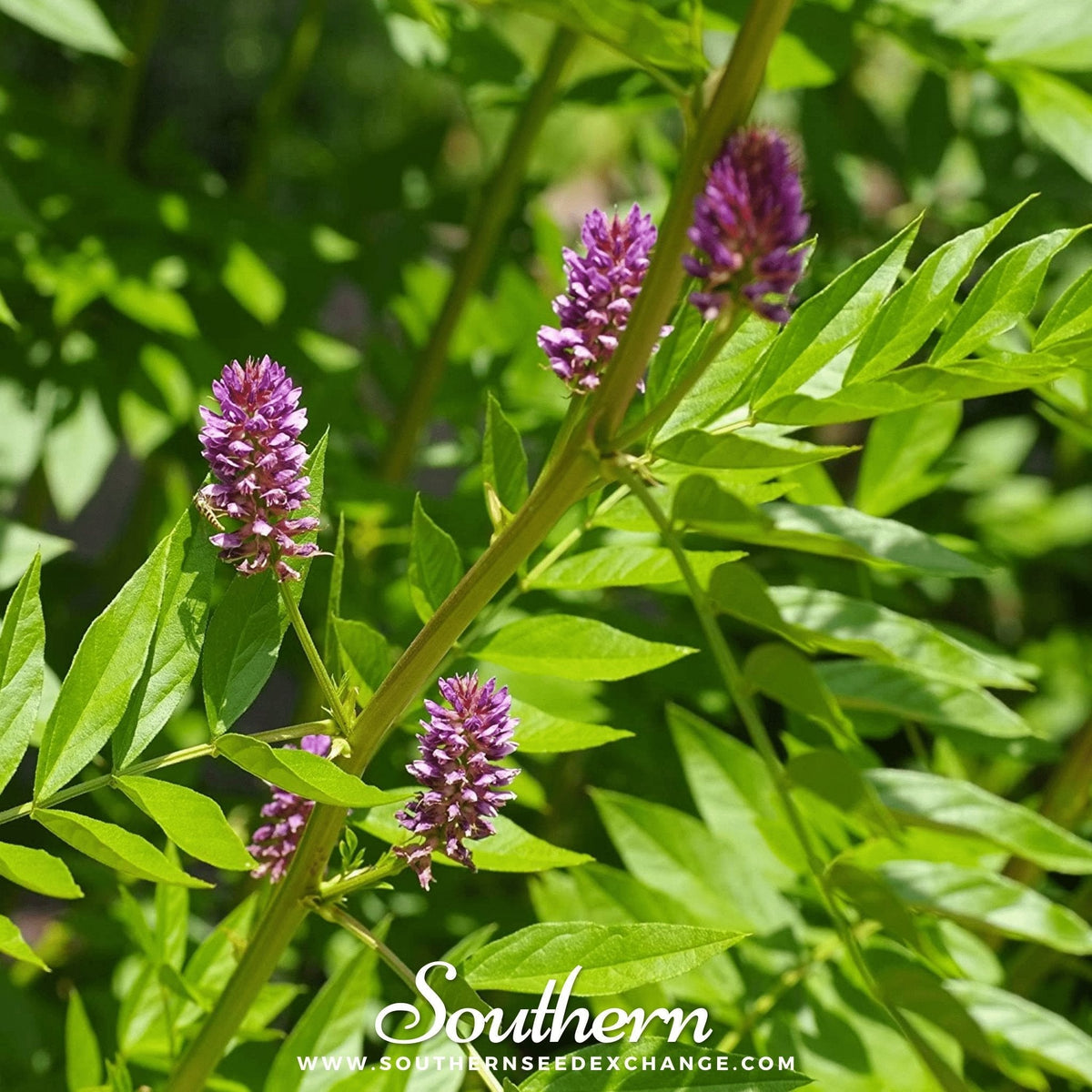 Licorice Seeds - 20 Pack - Glycyrrhiza glabra - Herbal Plant Seeds for Home Gardening