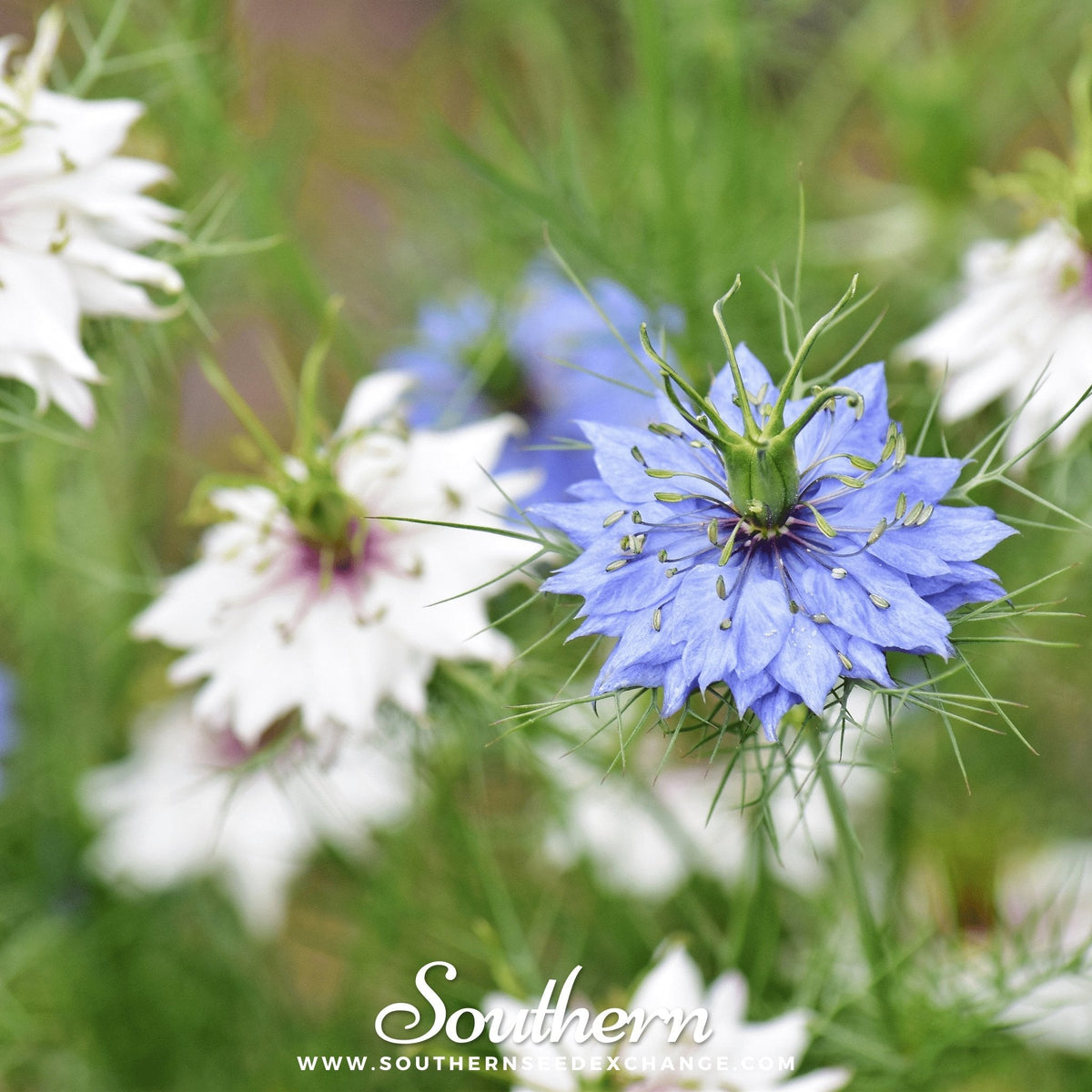 Love in a Mist Seeds - Jewels Mix - 200 Mixed Flower Seeds - Nigella damascena