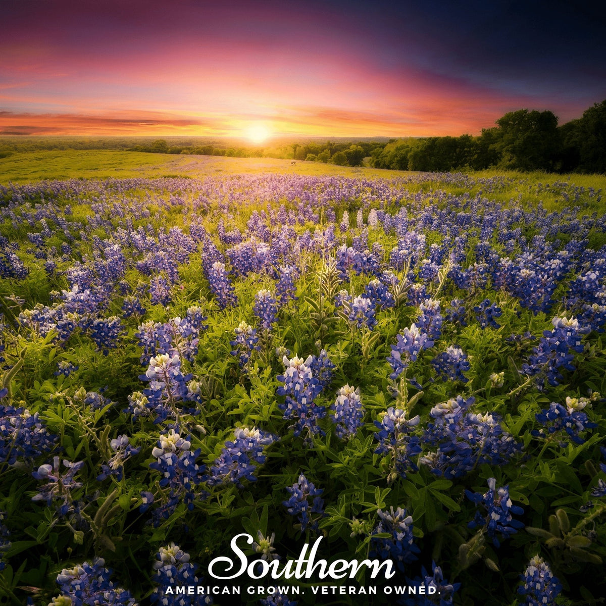 Texas Bluebonnet Seeds - 50 Count - Lupinus texensis - Native Wildflower for Garden and Landscaping