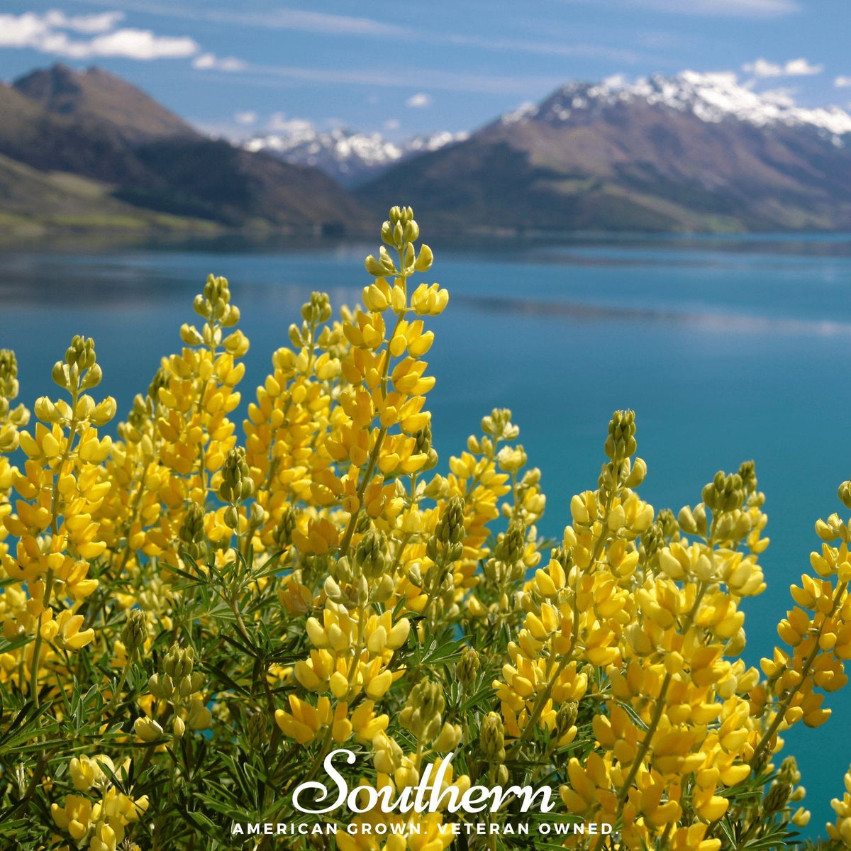 Yellow Lupine Seeds - 50 Pack - Lupinus angustifolius - Easy to Grow, Drought Tolerant, Colorful Garden Flowers