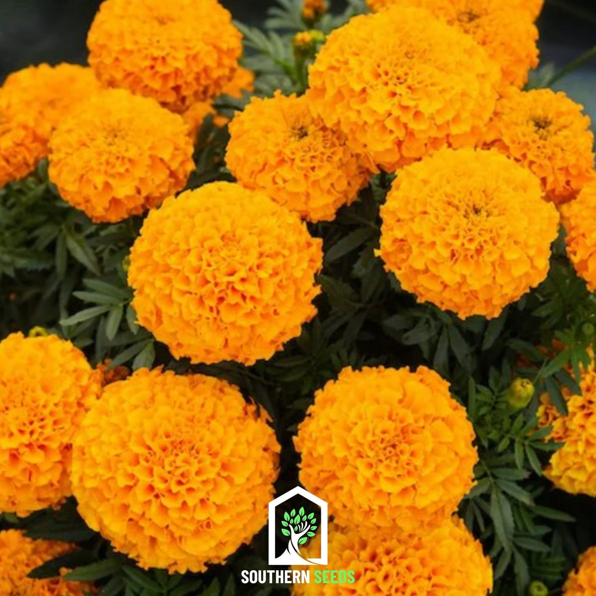 Crackerjack Marigold Seeds - 100 Count - Bright Yellow & Orange Flowers - Tagetes erecta
