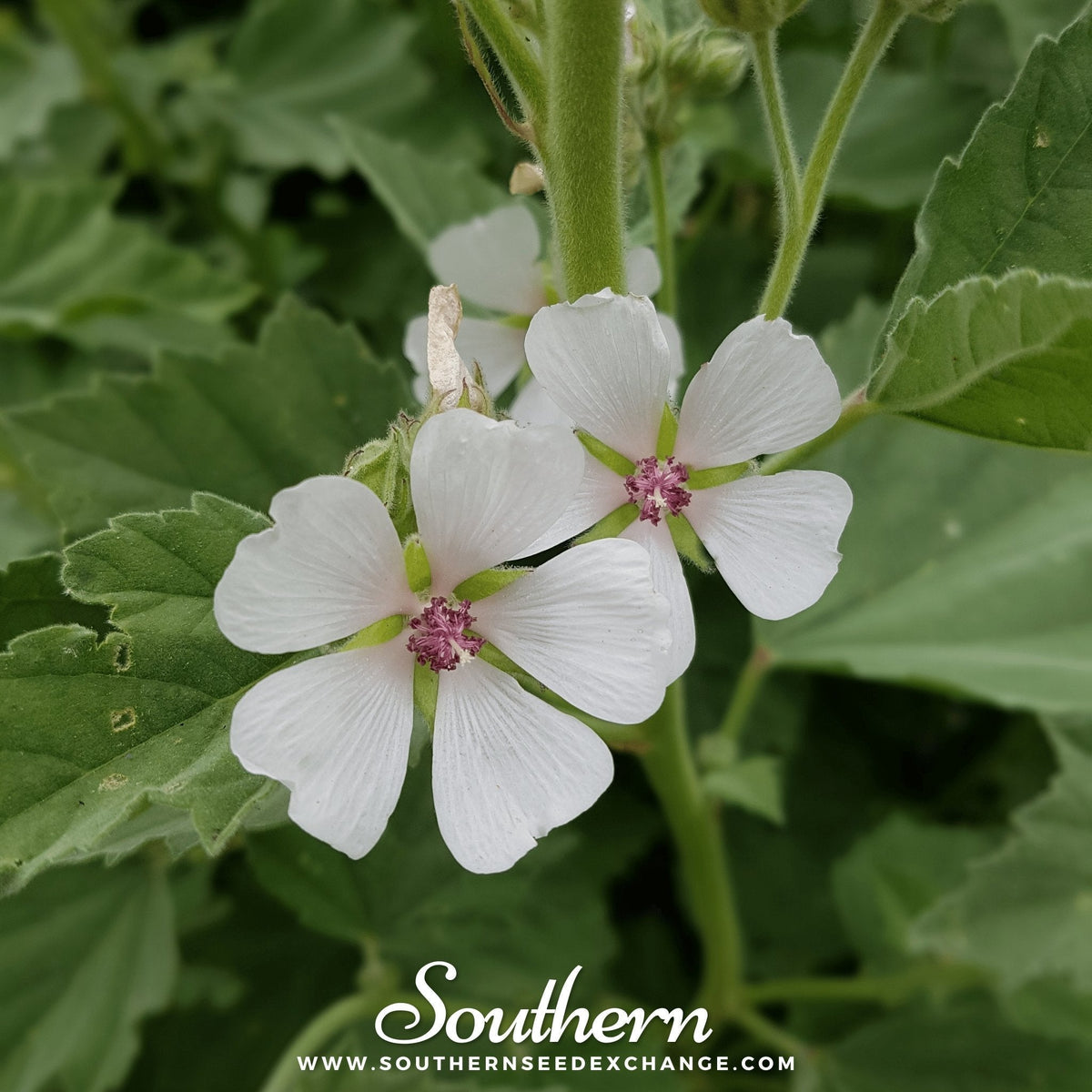 Marshmallow Seeds - 50 Pack - Herbal Plant Seeds - Althaea officinalis