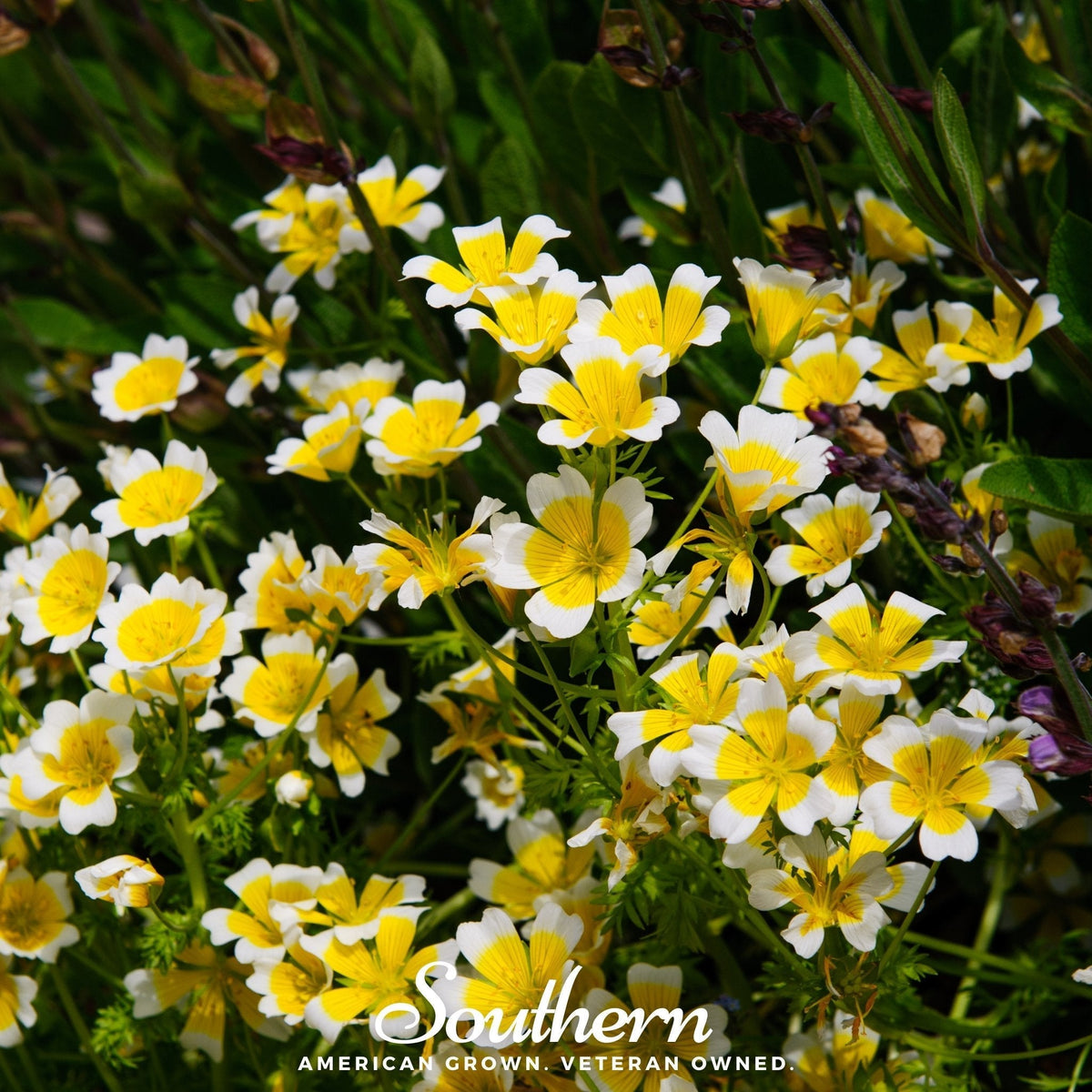 Meadowfoam Seeds - 50 Count - Poached Egg Plant - Limnanthes douglasii