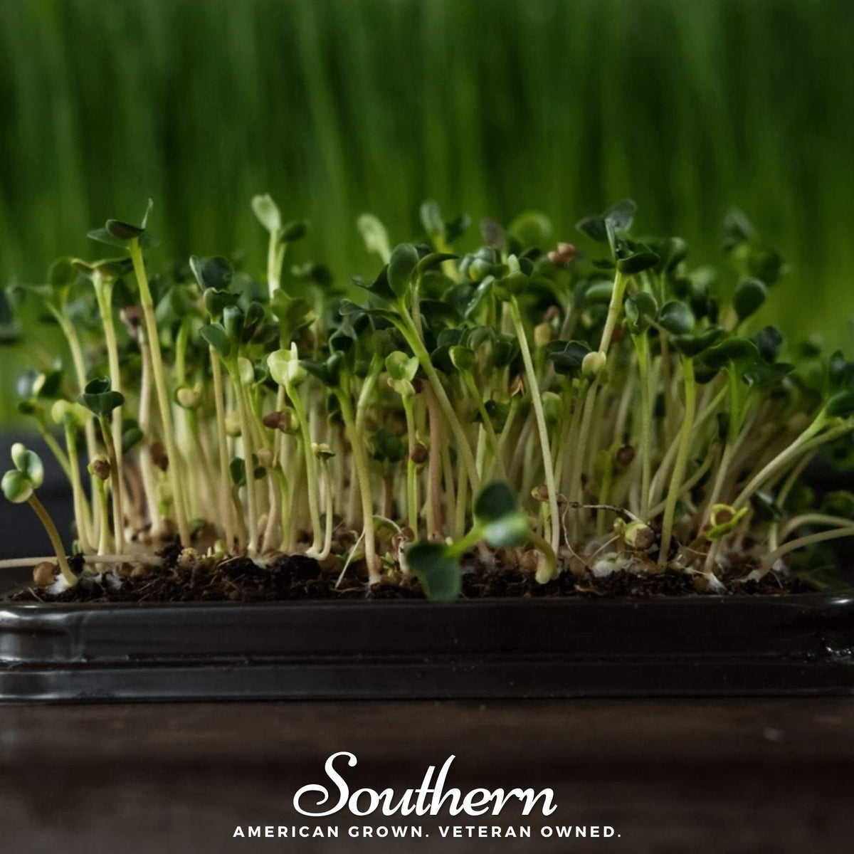 Broccoli Microgreens - 10 Grams - Nutrient-Rich Superfood - Brassica oleracea