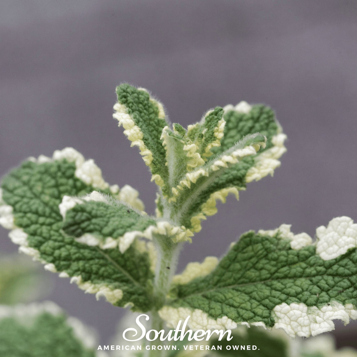 Pineapple Mint Seeds - 25 Count - Aromatic Herb for Cooking and Tea - Mentha suaveolens var. pineapple
