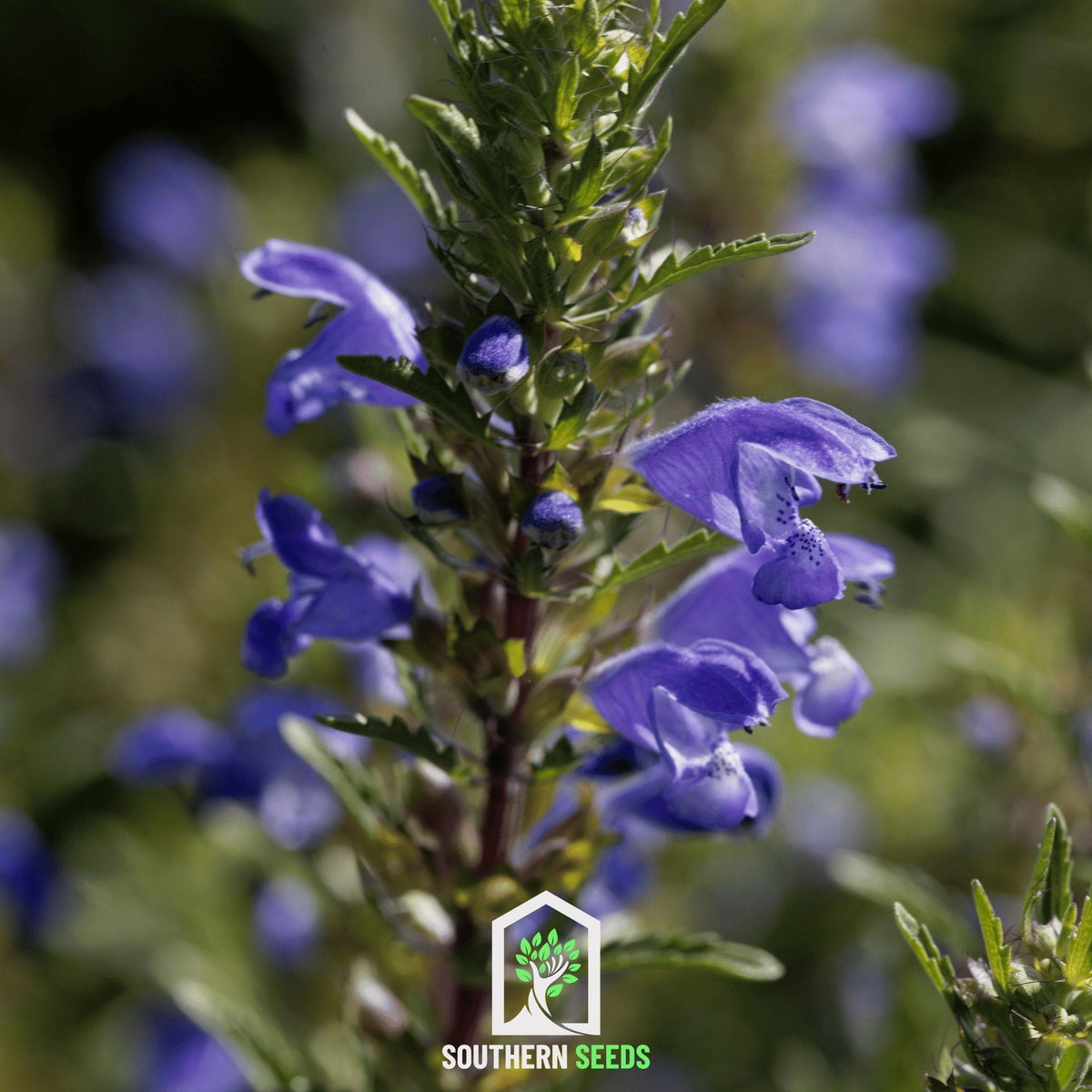 Moldavian Balm Seeds - 50 Seeds - Dragonhead (Dracocephalum moldavica) - Herbal Plant for Gardens