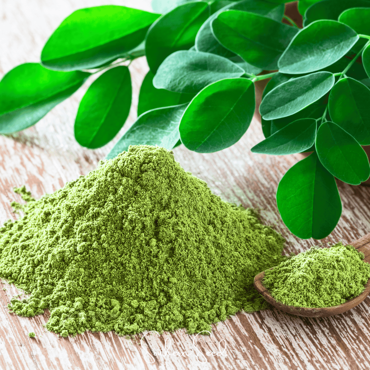 Moringa Seeds - 10 Pack - Moringa Oleifera - Nutrient-Rich Superfood for Health and Wellness
