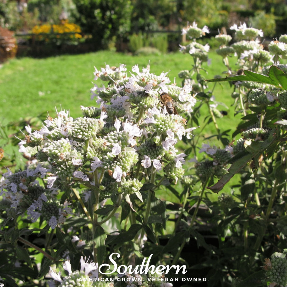 Mountain Mint Seeds - 100 Pack - Aromatic Herb Seeds for Gardens - Pycnanthemum virginianum