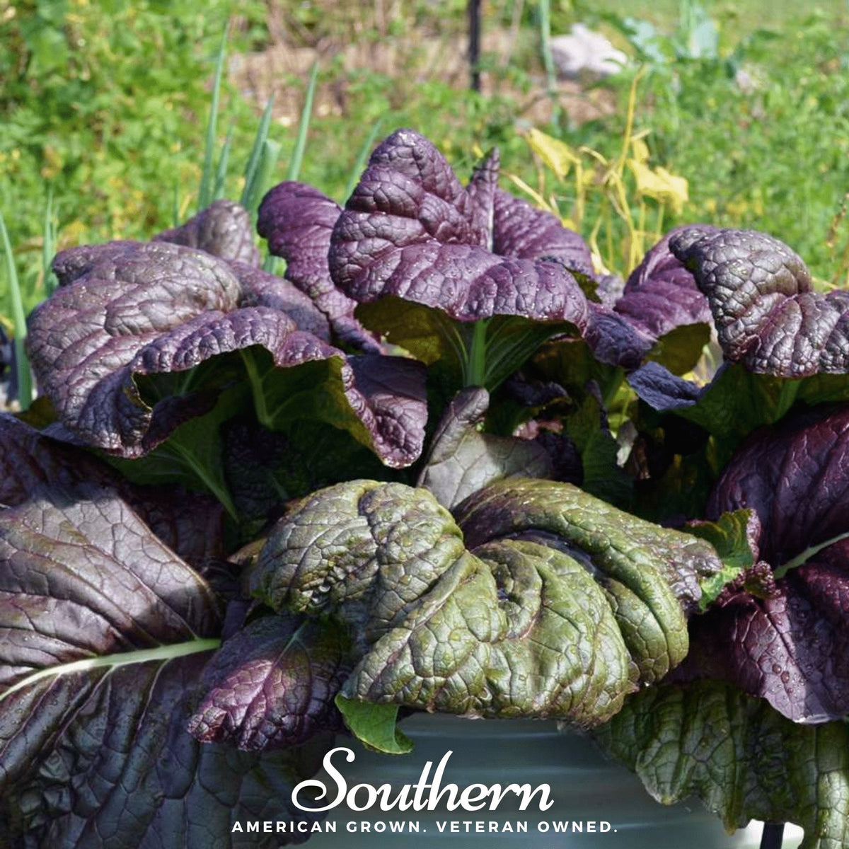 Osaka Purple Mustard Seeds - 100 Seeds - Brassica juncea - Organic Heirloom Vegetable Garden Seeds for Salad and Cooking