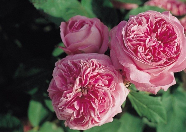 4 Unrooted French Rose Cuttings 6–8” | Heirloom Varieties | Fragrant Blooms | Perfect for Propagation and Gardening