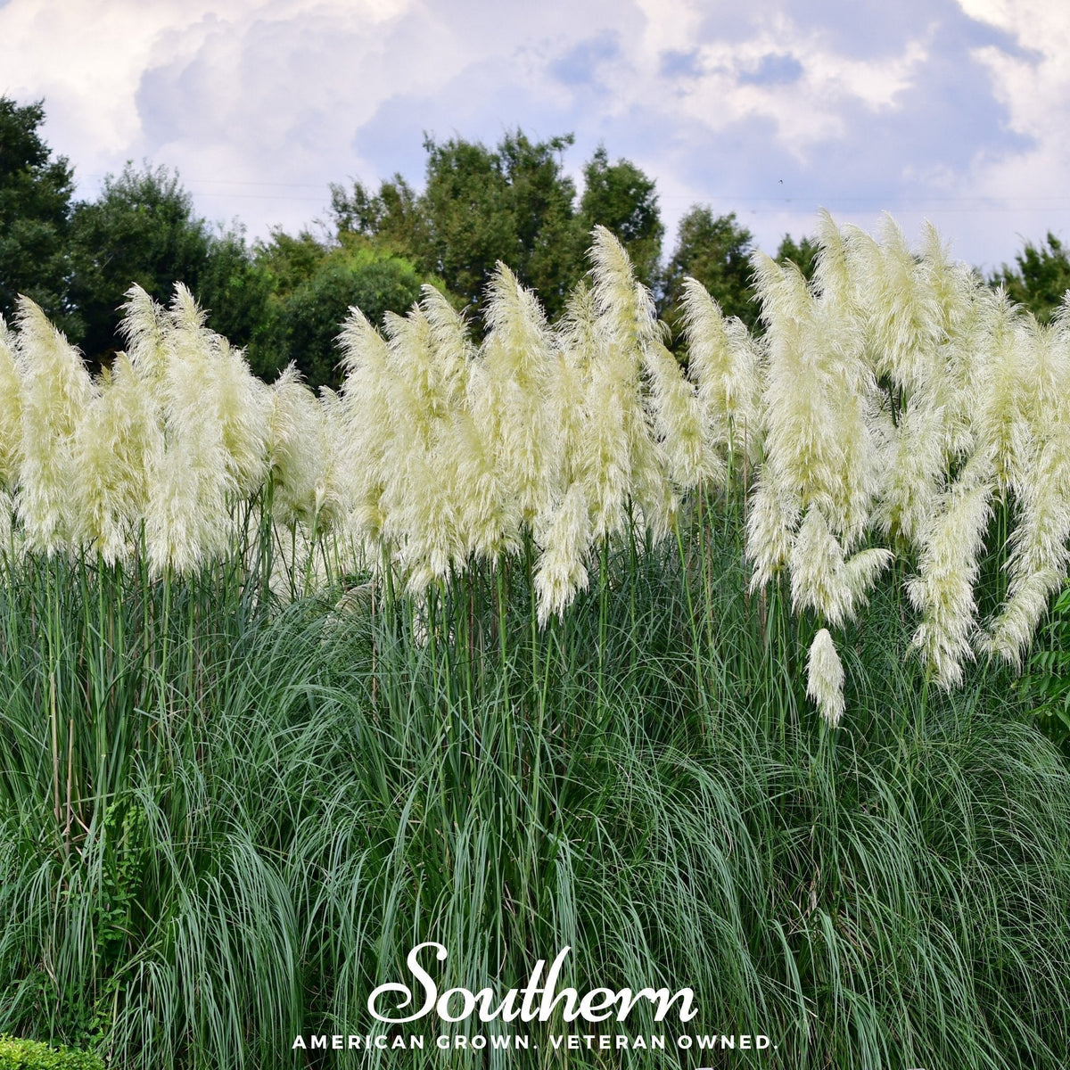 White Pampas Grass Seeds - 100 Count - Cortaderia selloana - Drought Tolerant Ornamental Grass for Landscaping