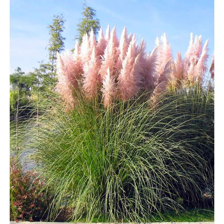 3 Pink Pampas Grass Plugs - Cortaderia selloana Live Ornamental Perennials for Landscaping, Borders, and Decorative Garden Use