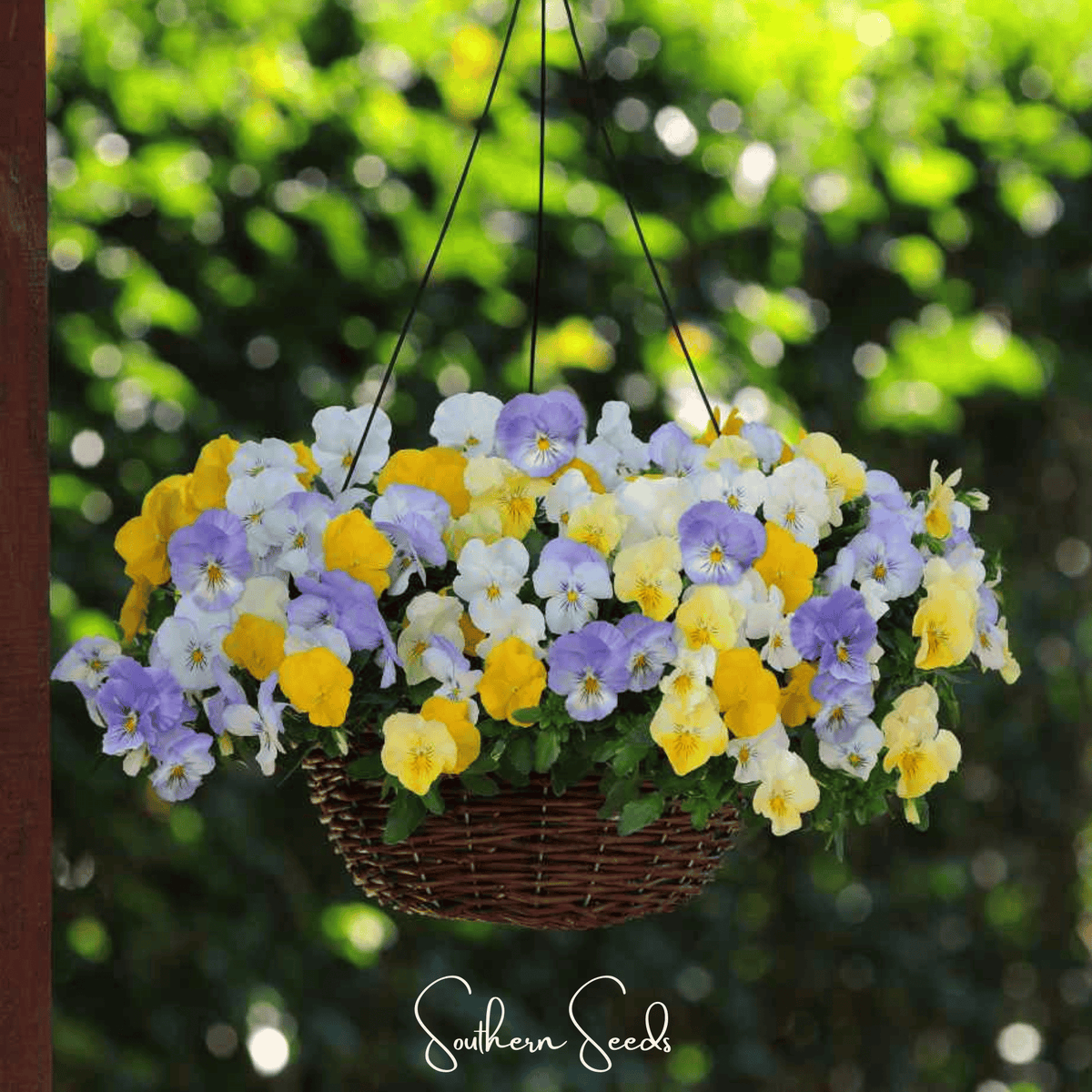Pastel Pansy Mix Seeds - 100 Count - Viola tricolor var. hortensis - Colorful Spring Flowering Garden Seeds