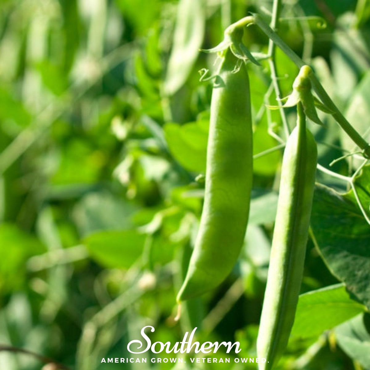 Green Arrow Peas Seeds - 25 Count - Pisum sativum - Heirloom Vegetable Garden Seeds for Delicious Peas