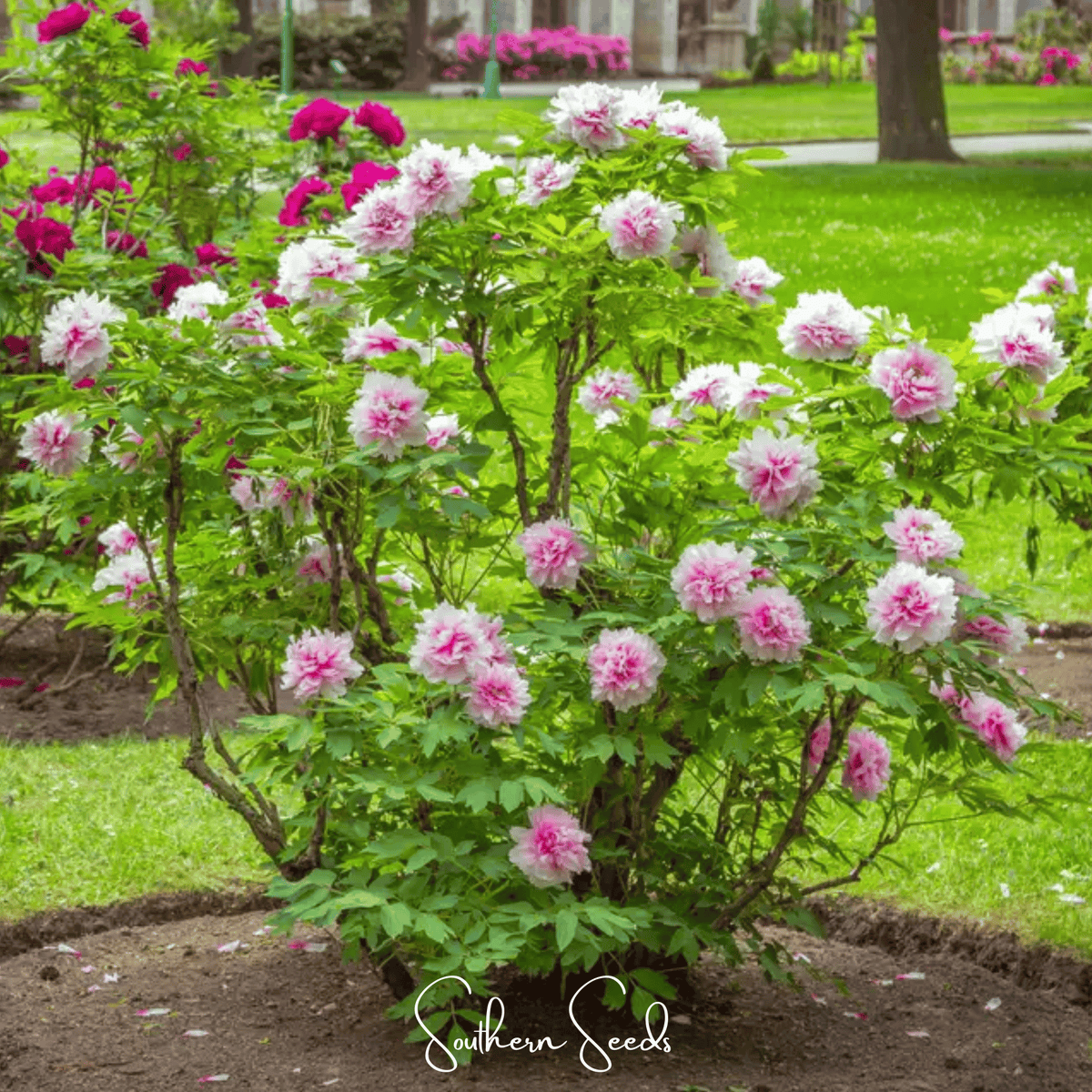 Moutan Peony Tree Seeds - 10 Premium Seeds - Paeonia suffruticosa - Rare Ornamental Flowering Plant
