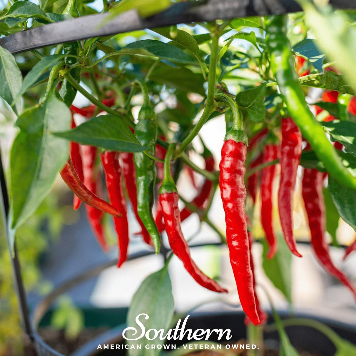 Cayenne Long Slim Pepper Seeds - 30 Pack - Hot Pepper Seeds for Gardening, Capsicum annuum
