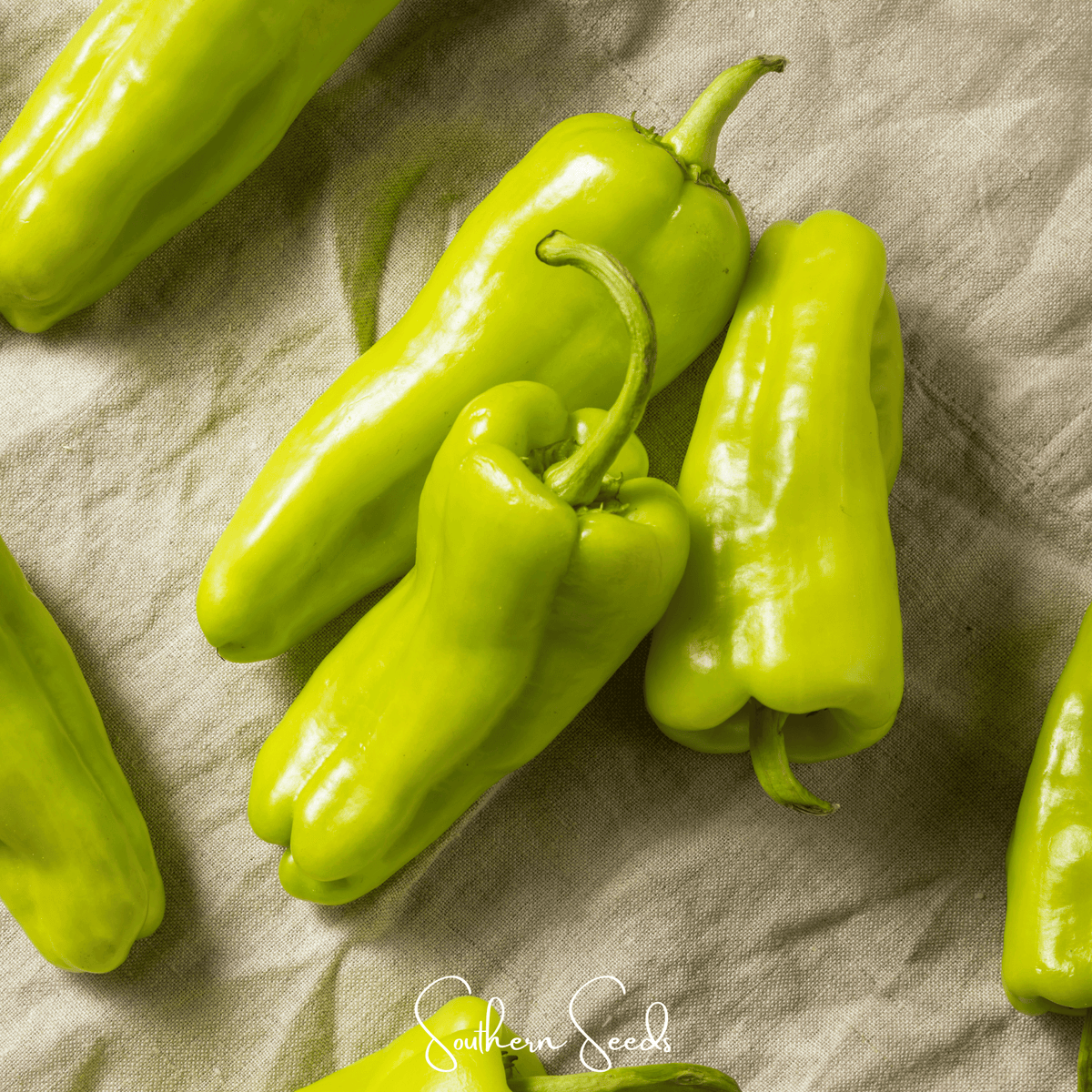 Cubanelle Sweet Pepper Seeds - 25 Count - Capsicum annuum - Ideal for Gardening and Culinary Use