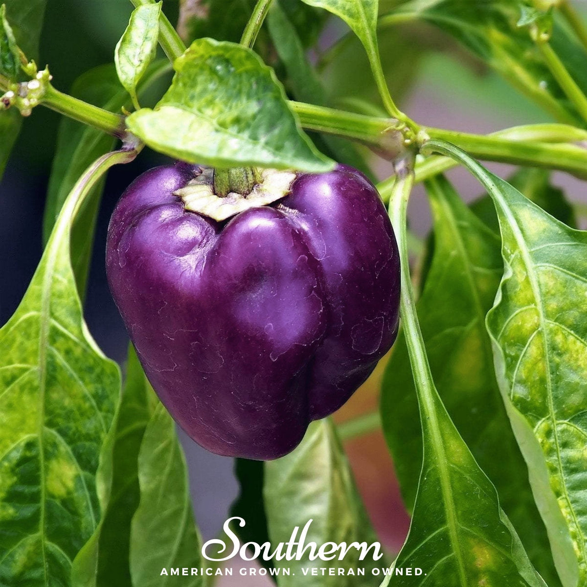Purple Beauty Sweet Pepper Seeds - 30 Count - Capsicum annuum - Heirloom Non-GMO Vegetable Garden Seeds