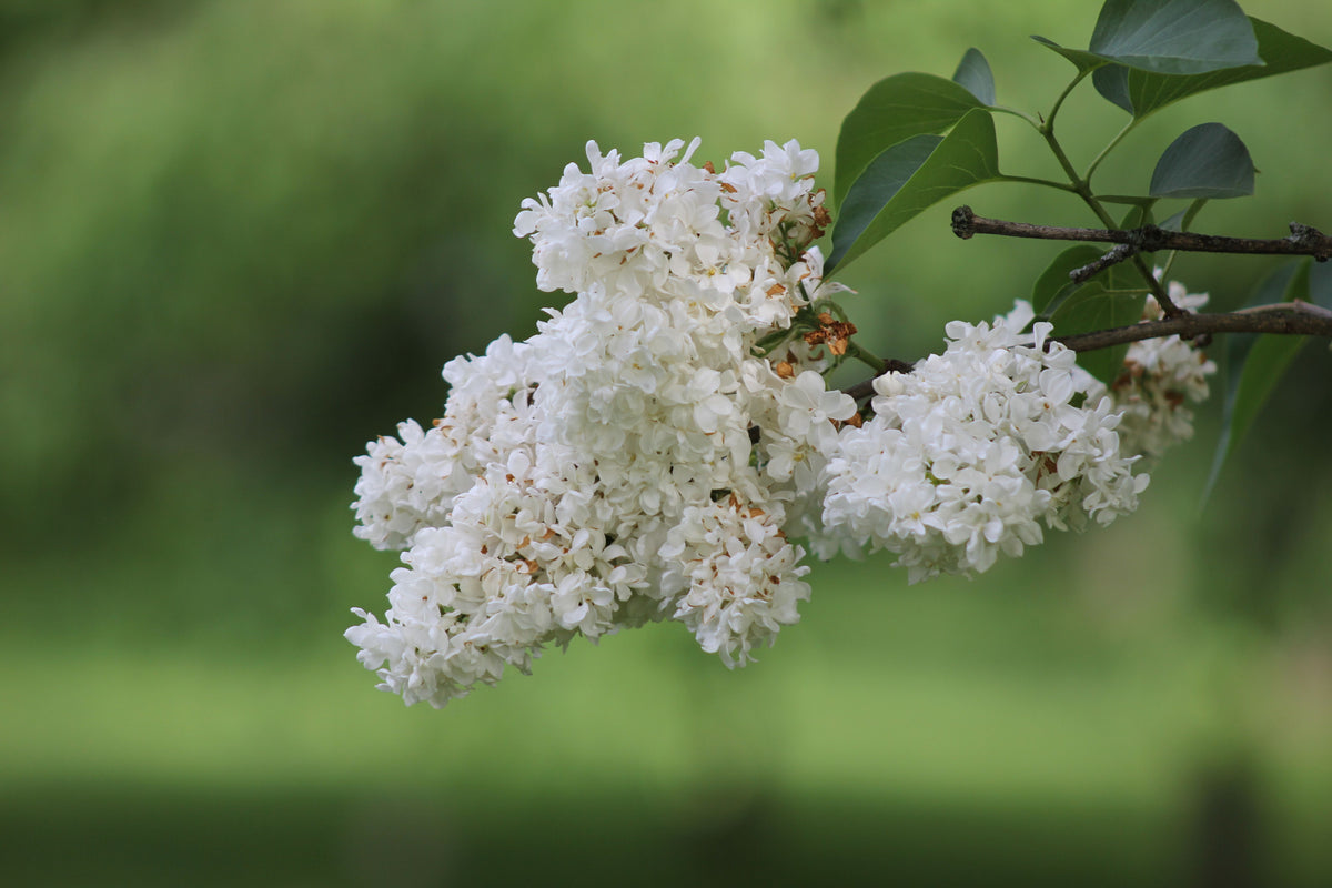 Betsy Ross Lilac Live Plant - 12+ Inches - Fragrant White Flowers - Syringa oblata 'Betsy Ross' - Perfect for Gardens & Hedges