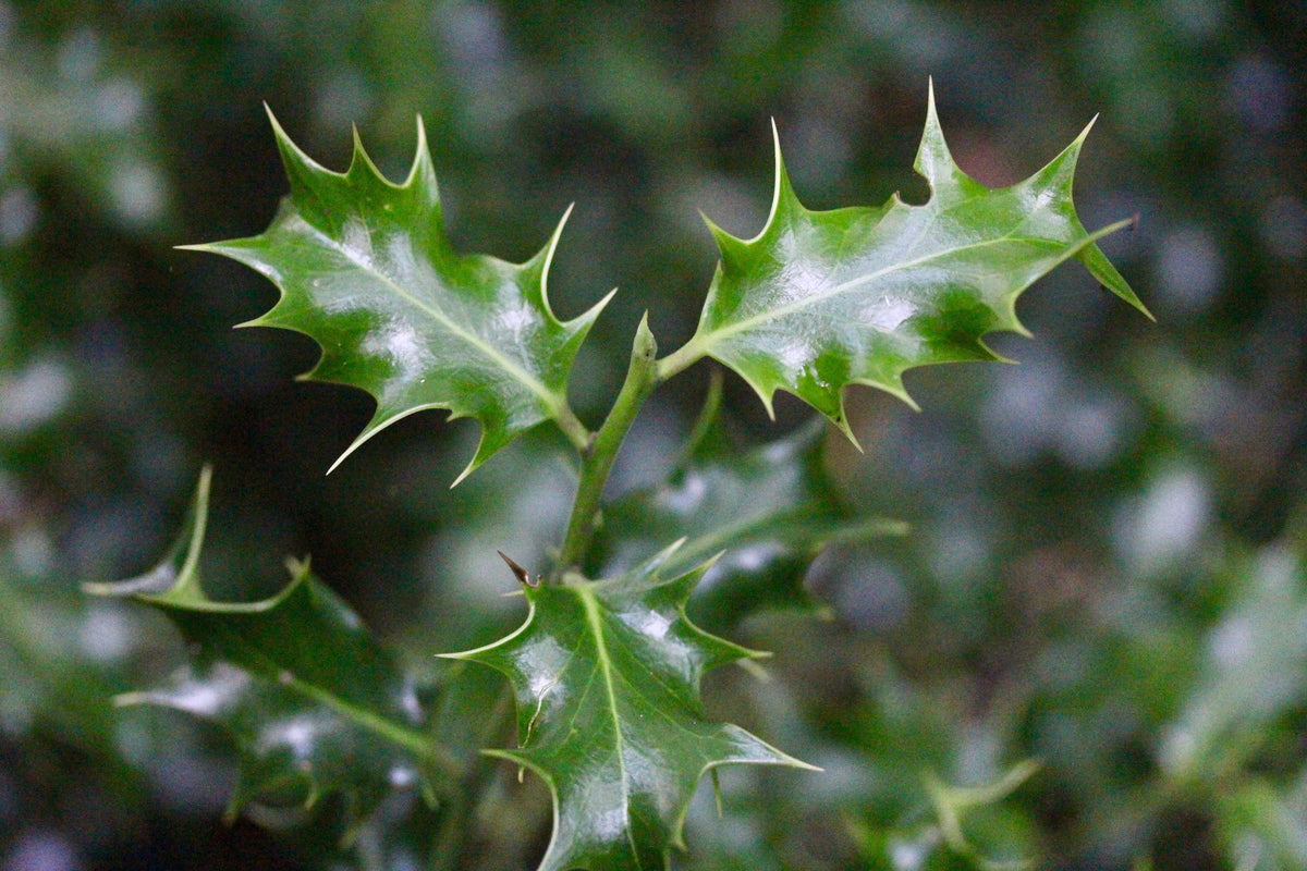 American Holly Seedlings Bare Root - Ilex opaca - Native Evergreen for Privacy Screens and Wildlife Gardens