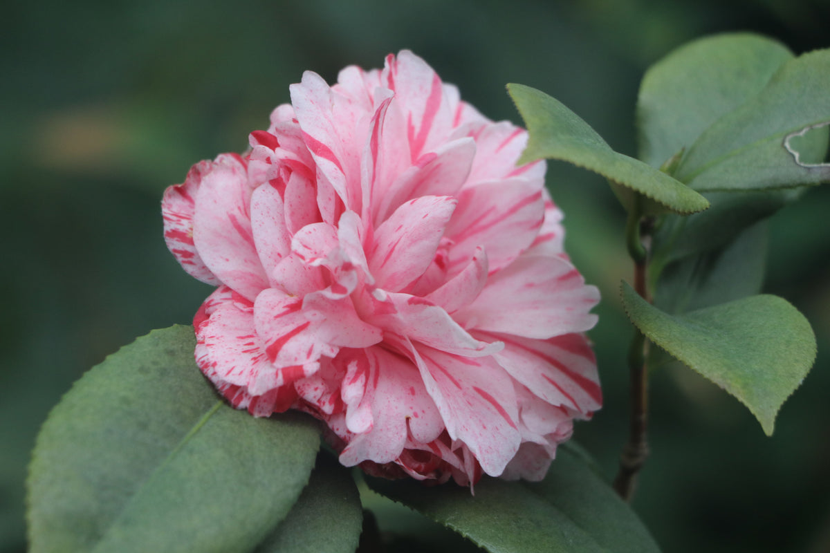 Dad's Pink Camellia Starter Plant - Camellia japonica Pink Flowering Evergreen Shrub, Rooted Plant for Garden or Containers