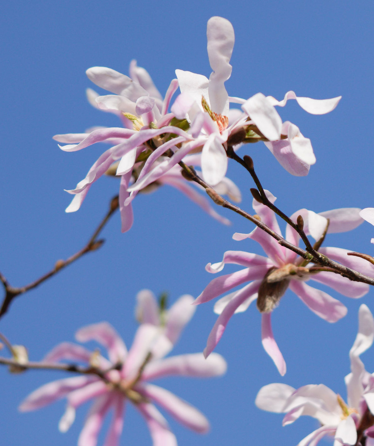 Leonard Messel Magnolia Live Plants Set of 2, Pink Purple Blooms, Magnolia × loebneri 'Leonard Messel', 3.5 Inch Pots