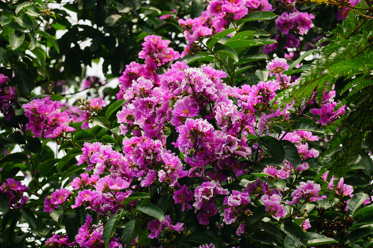 7 Live Pink Crape Myrtle Cuttings - Lagerstroemia indica - Organic Tree Cuttings for Propagation, Decorative Ornamental Plant