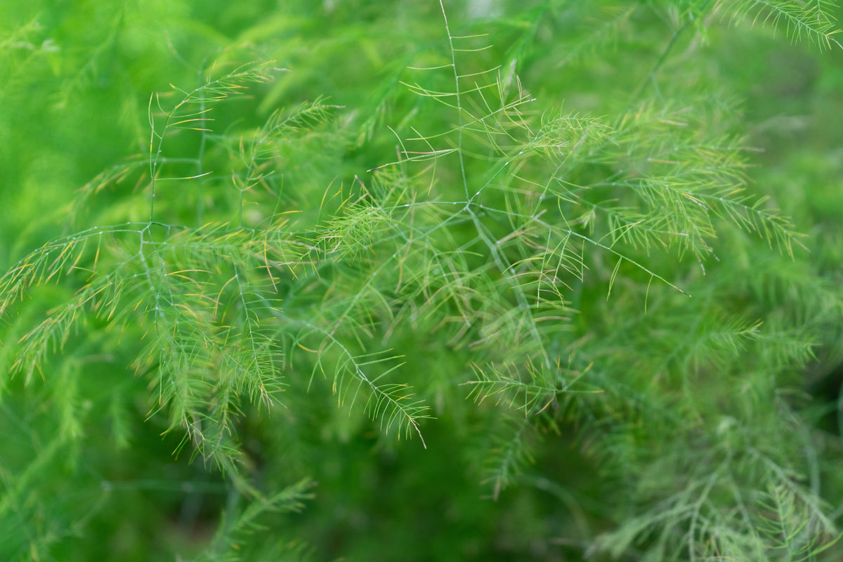 Asparagus Plumosus Fern Live Plant 2.5-Inch Pot - Delicate Lace Foliage (Asparagus setaceus) for Terrariums & Indoor Decor