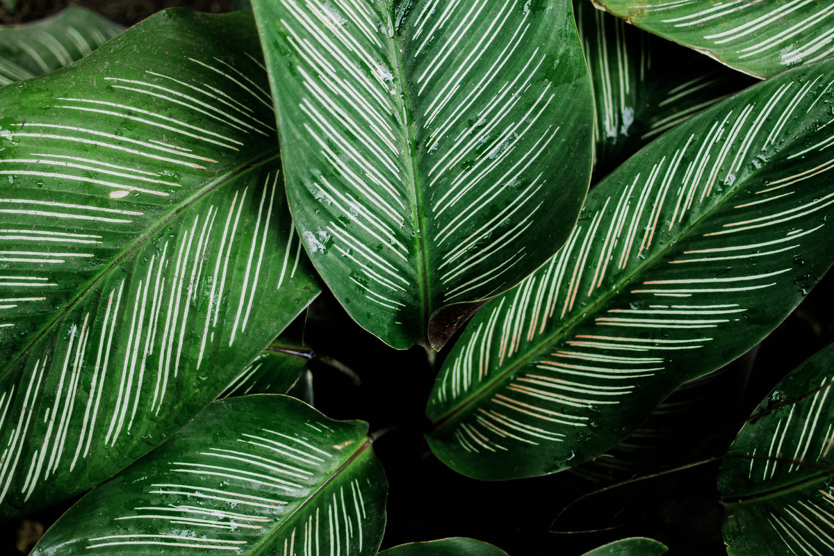 Calathea Beauty Star Prayer Plant Live in 4-Inch Pot - Goeppertia ornata 'Beauty Star' - Tropical Houseplant with Green Striped Leaves