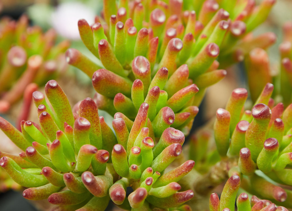 Crassula pubescens Live Succulent - Jersey Pigmyweed in 2 Inch Pot - Easy-Care Indoor Plant for Succulent Gardens