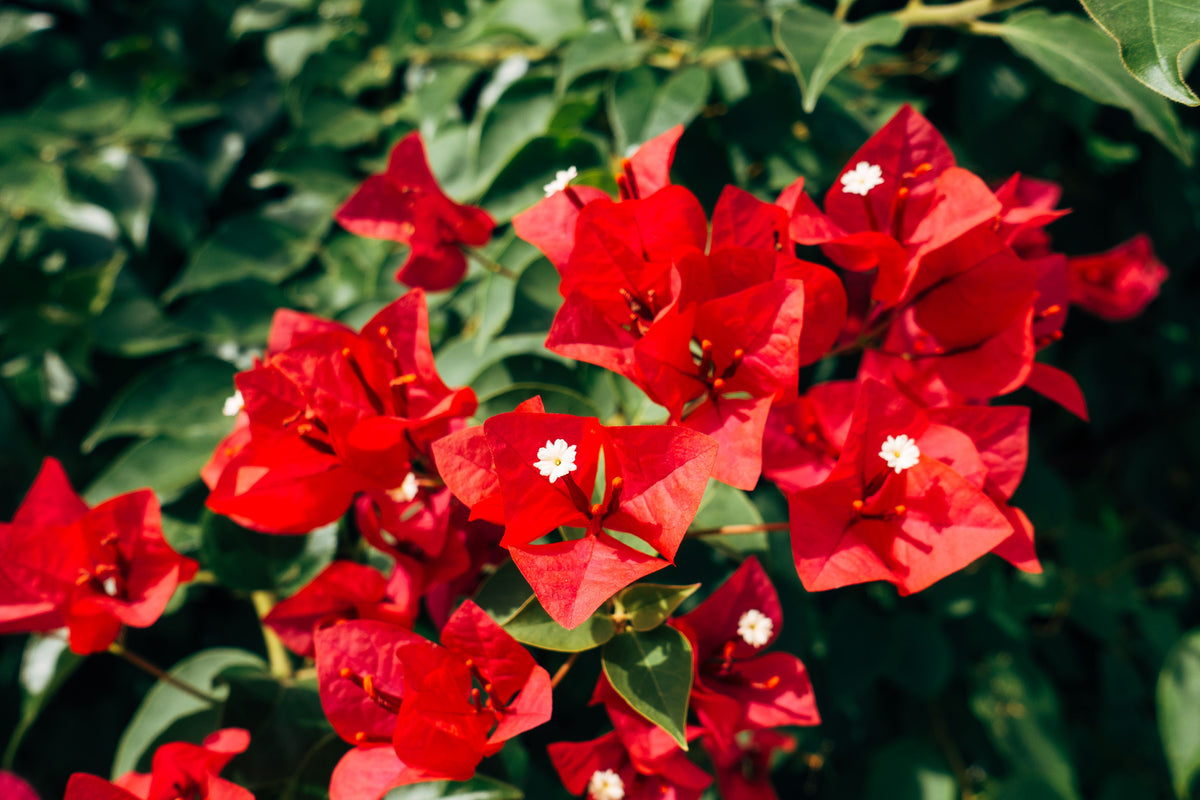 Ruby Bougainvillea Starter Plant - Well-Rooted Plug - Tropical Flowering Vine - Bougainvillea hybrid 'Ruby'