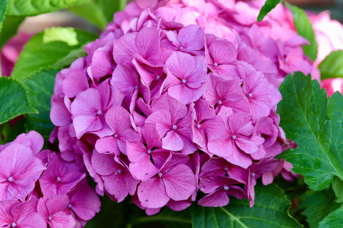 Hydrangea Starter Plants Set of 2 Quart Pots Pink Blue Mophead Hydrangea macrophylla 'Merritt's Supreme' Free Shipping
