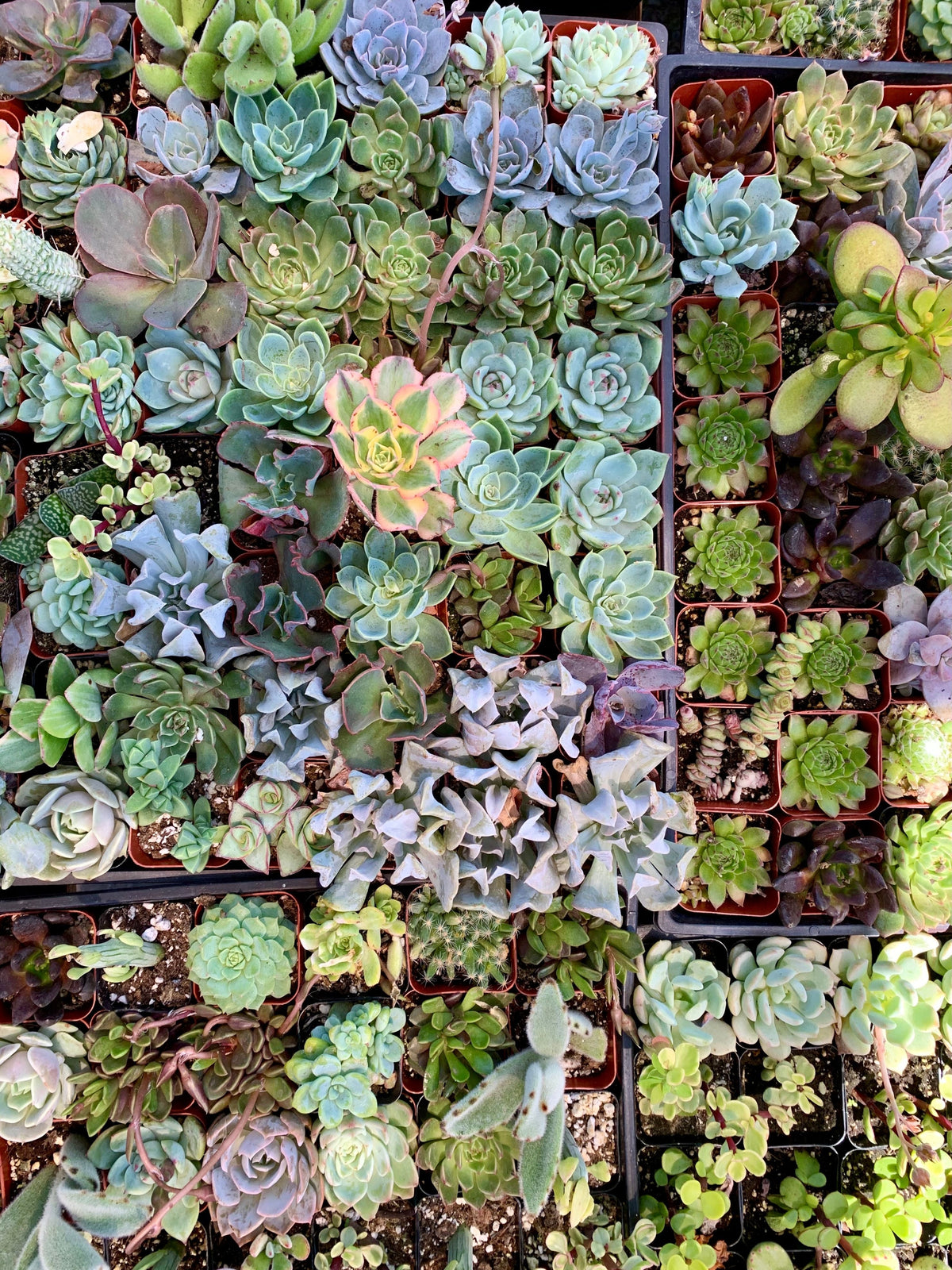 25 Mixed Succulent Cuttings - 1–2 Inch Unrooted Rosettes - Assorted Varieties for Propagation - Ideal for DIY Planters and Terrariums