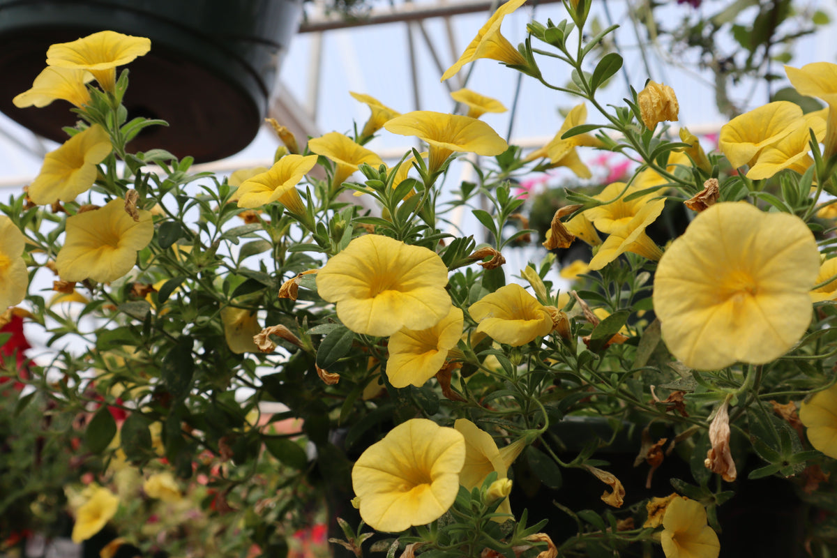 Calibrachoa 'Yellow Canary' Live Plant - 4-Inch Pot - Colibri Million Bells Flowering Plant for Containers and Baskets