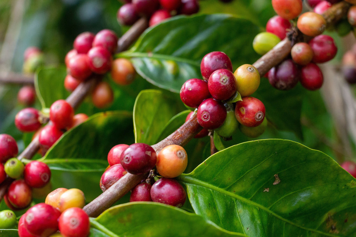 Coffee Plant Live in 3 Inch Pot - Coffea arabica - Evergreen Tropical Foliage Houseplant with Glossy Green Leaves