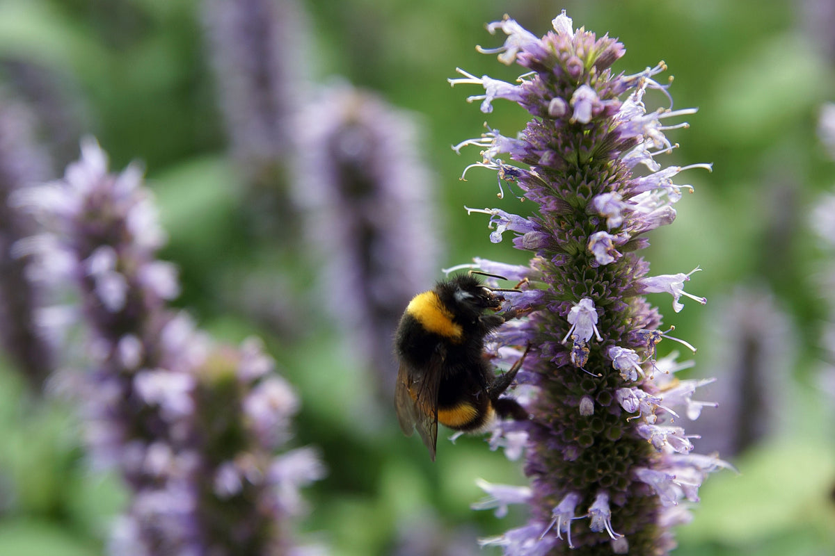 Beelicious Purple Giant Hyssop Live Plants 3 Rooted Starters in 1 Qt Pots Agastache 'Beelicious Purple' Perennial
