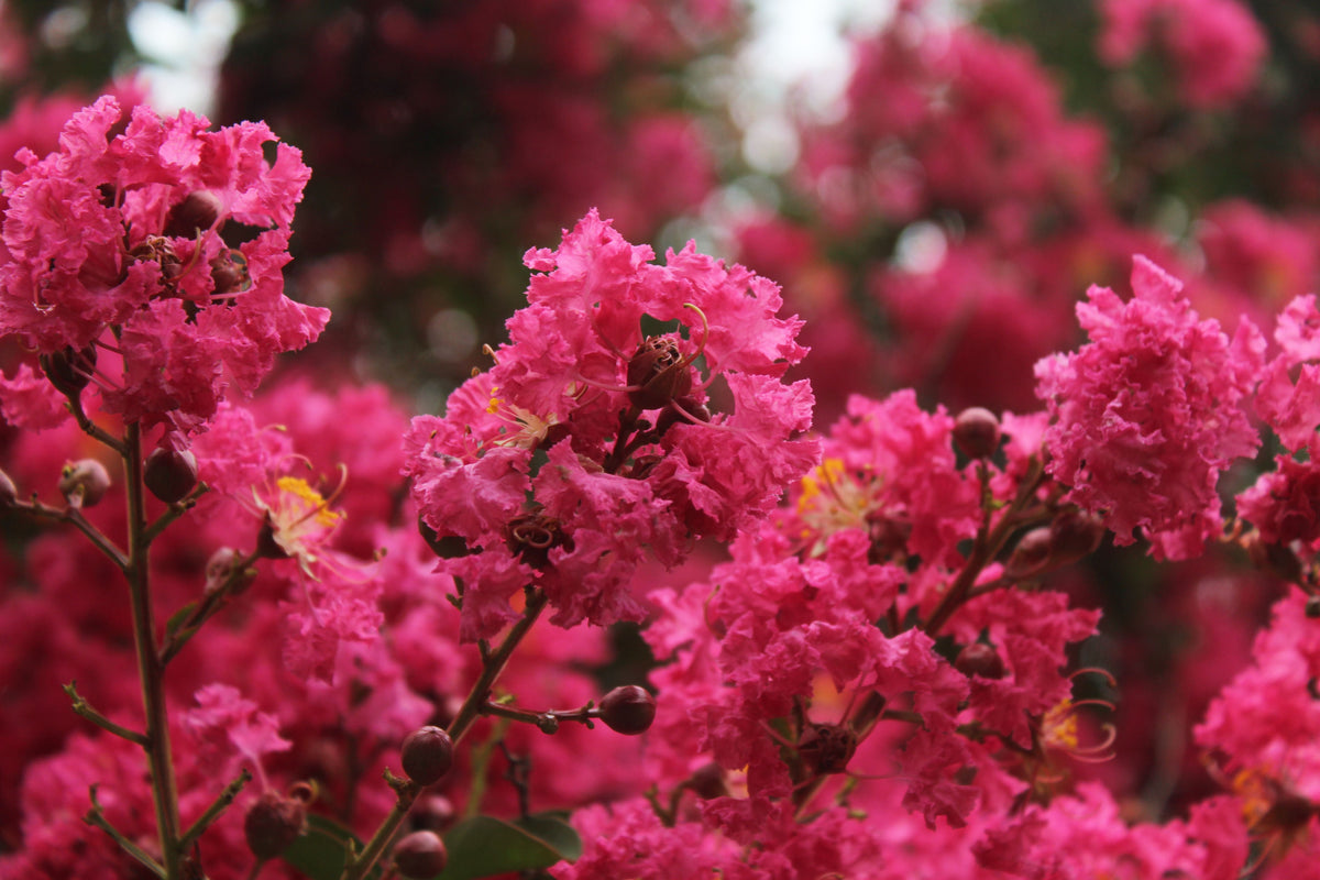 2 Live Hot Pink Crape Myrtle Rooted Cuttings - Lagerstroemia indica - Flowering Plants for Garden, Borders, and Containers