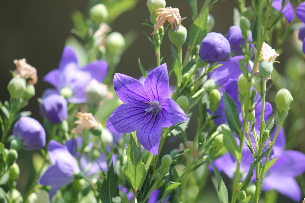 Sentimental Blue Balloon Flower Starter Plants - 3 Rooted Perennials, Platycodon Grandiflorus, Blue Star-Shaped Flowers
