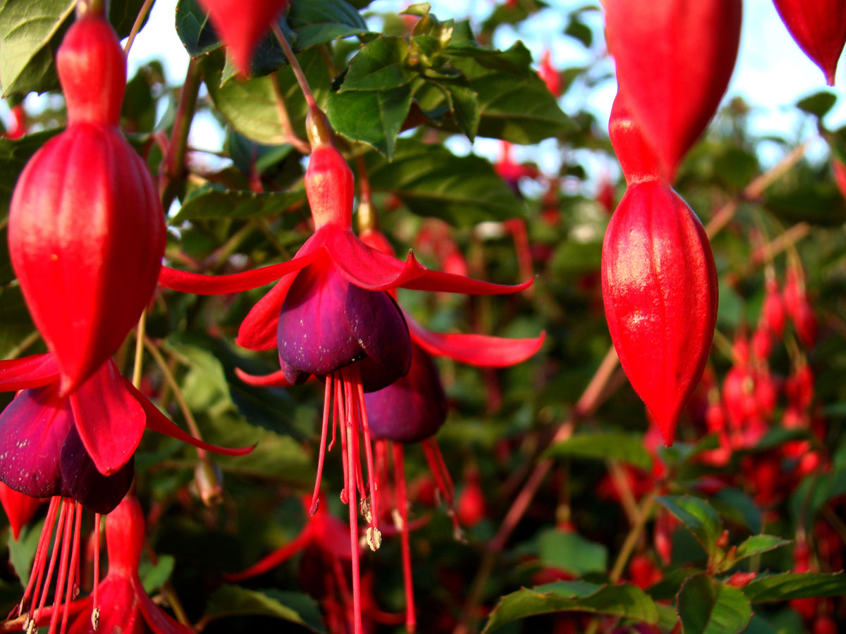 3 Pack Live Fuchsia Plants in 6-Inch Pots - Colorful Ornamental Flowers, Fuchsia spp. for Containers & Hanging Baskets