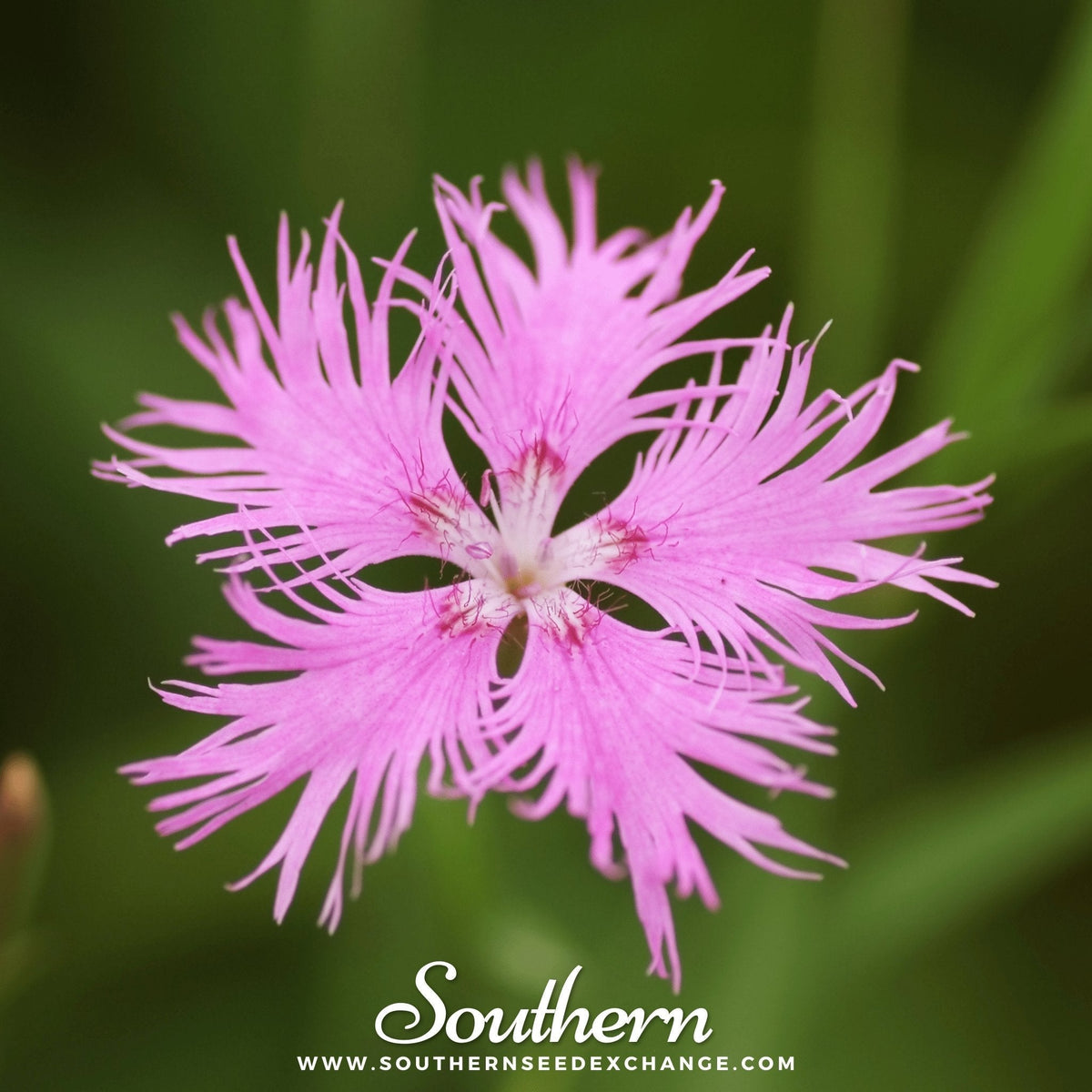 Fringed Pinks Seeds - 200 Pack - Dianthus superbus - Colorful Perennial Flowers for Garden or Container