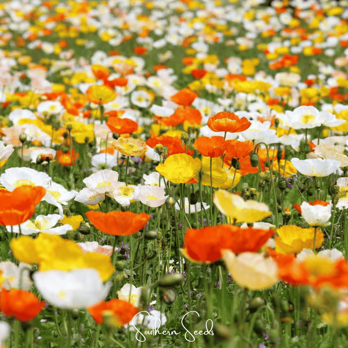 Iceland Poppy Seeds - 250 Pack - Colorful Flower Mix - Papaver nudicaule