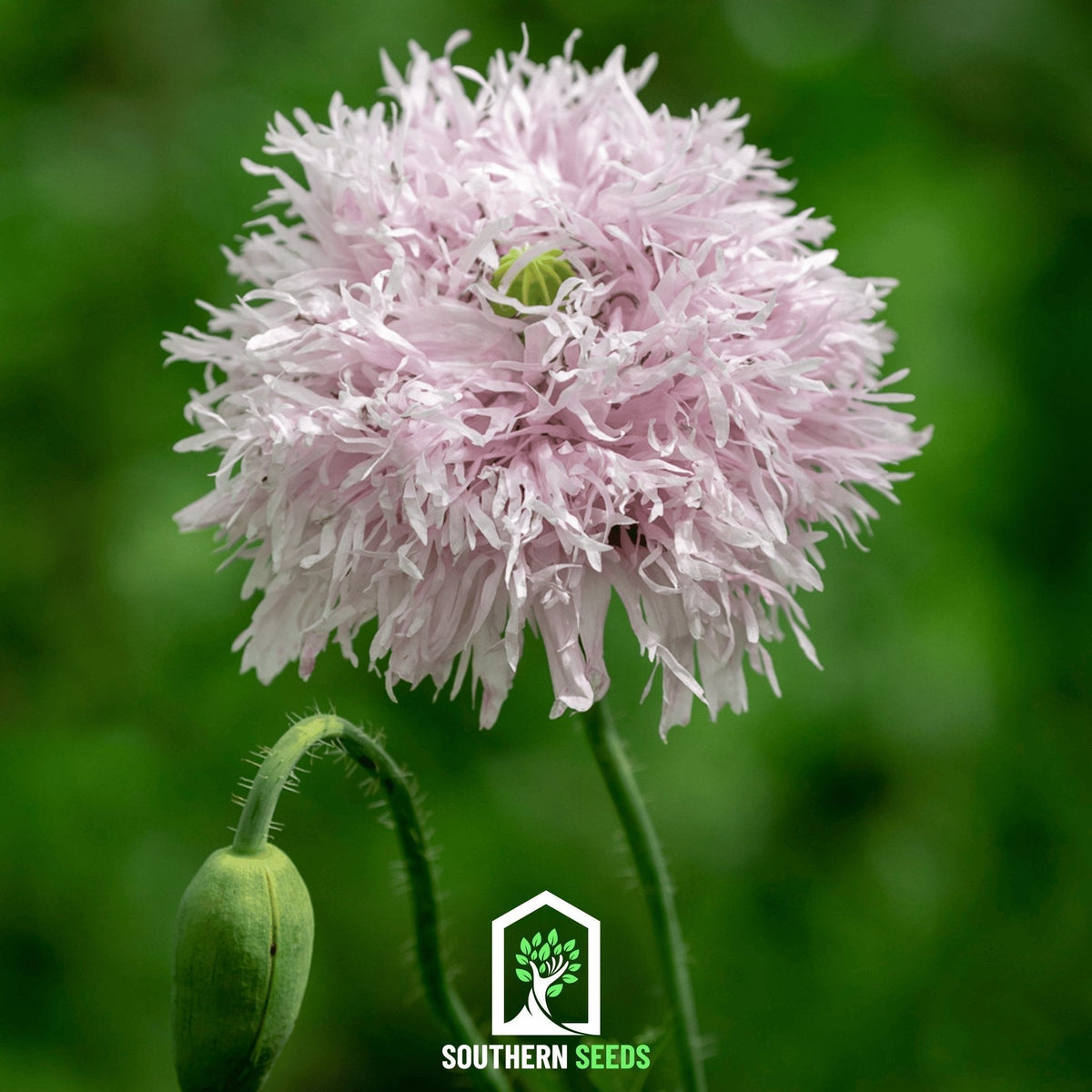 Lilac Pompon Poppy Seeds - 100 Count - Papaver somniferum - Colorful Flower Seeds for Gardens