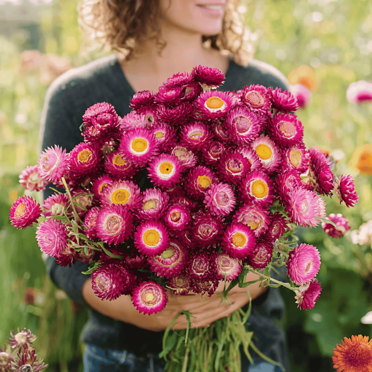 Purple-Red Strawflower Seeds - 100 Count - Helichrysum bracteatum