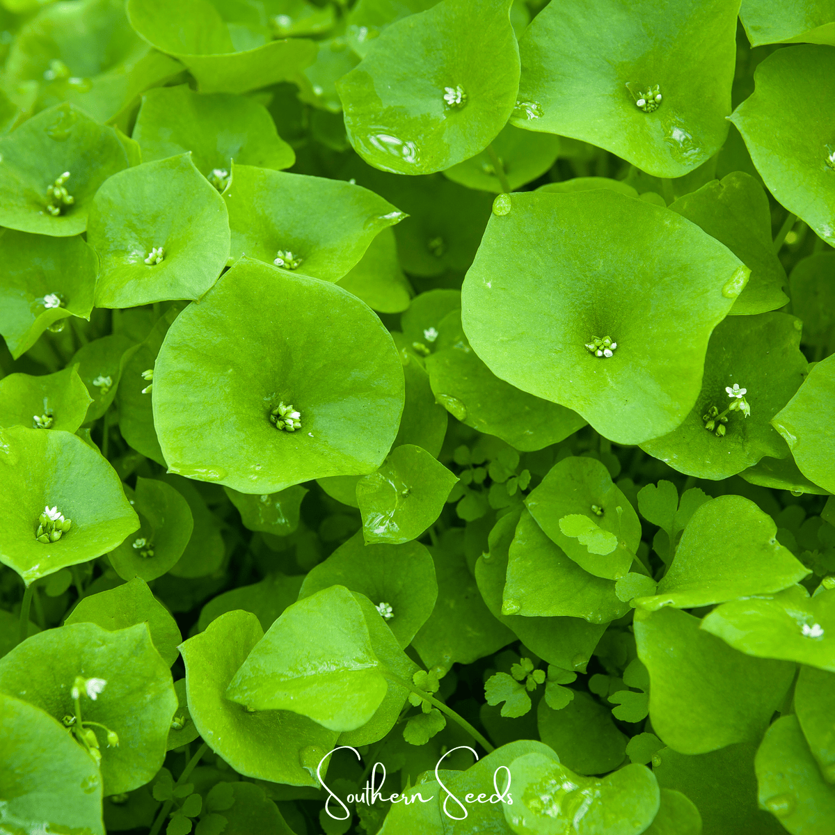 Miner's Lettuce Seeds - Winter Purslane - 100 Seeds - Claytonia perfoliata