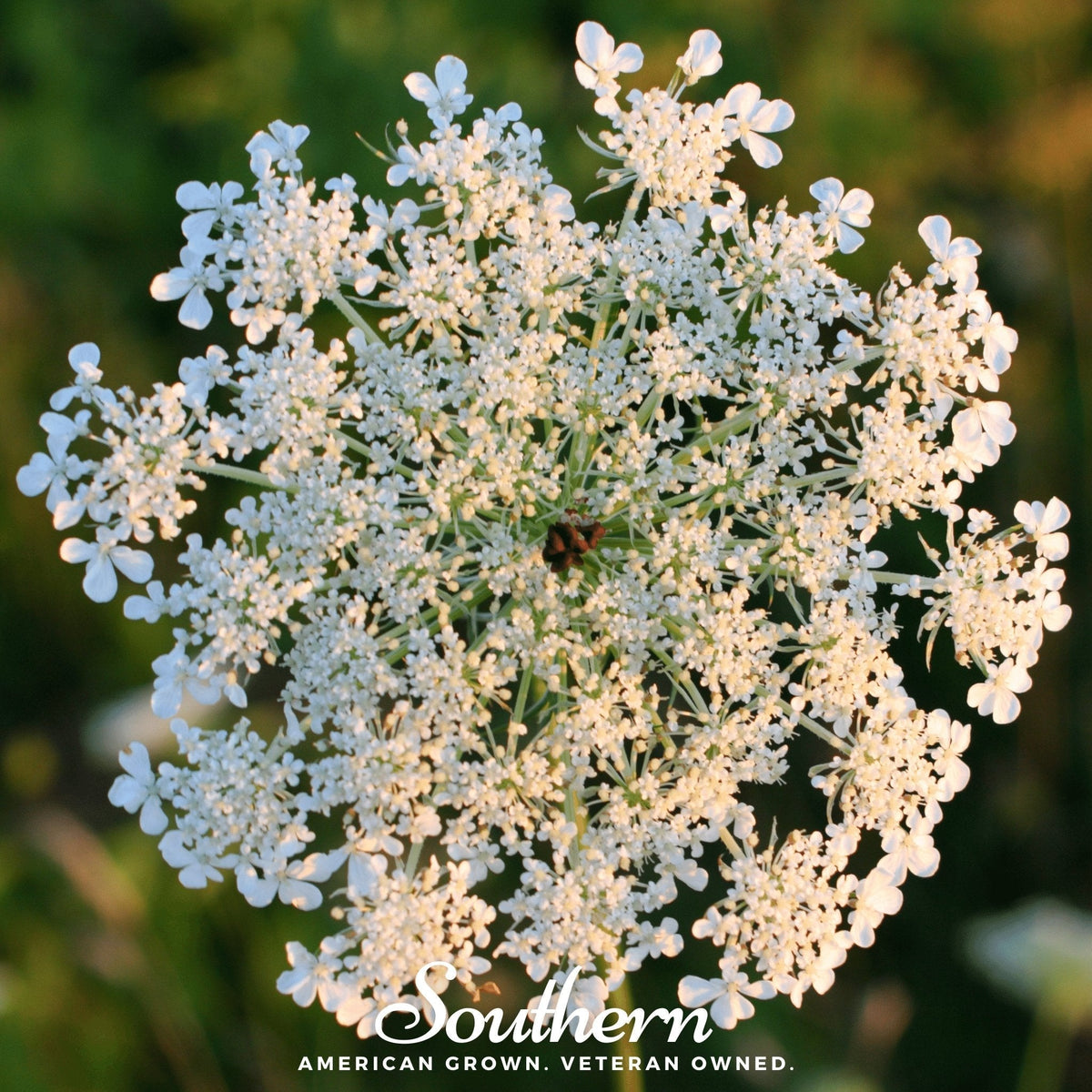 Queen Anne's Lace Seeds – 100 Pack – Wildflower Seeds for Gardens – Daucus carota